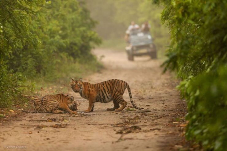 From Delhi: Golden Triangle & Ranthambore Tiger Safari 4 Day - Tour Details