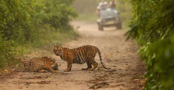From Delhi: Golden Triangle & Ranthambore Tiger Safari 4 Day - Booking Information