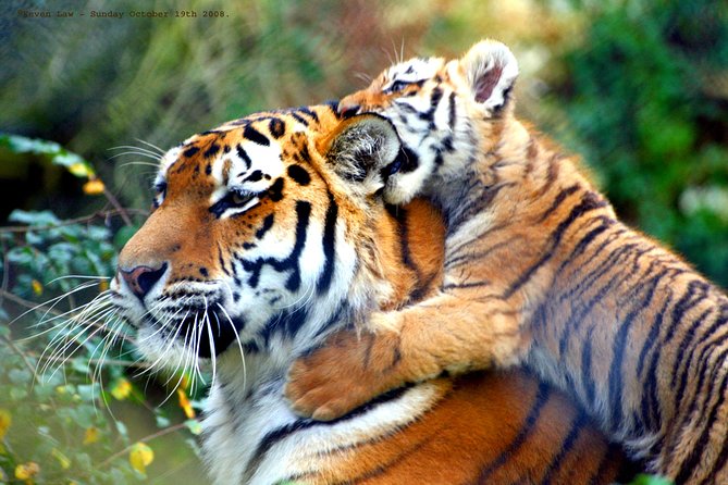 From Delhi: Golden Triangle With Tiger Safari Private Tour - Safari Experience