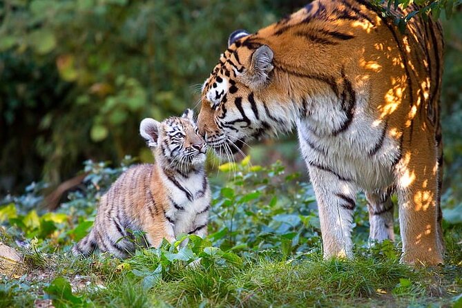 From Delhi: Golden Triangle With Tiger Safari Private Tour - Booking and Confirmation