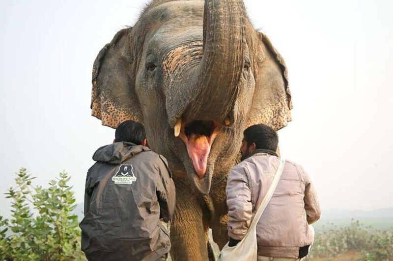 From Delhi/Jaipur: Taj Mahal & Elephant SOS Tour with Lunch - Deep Dive into the Experience  