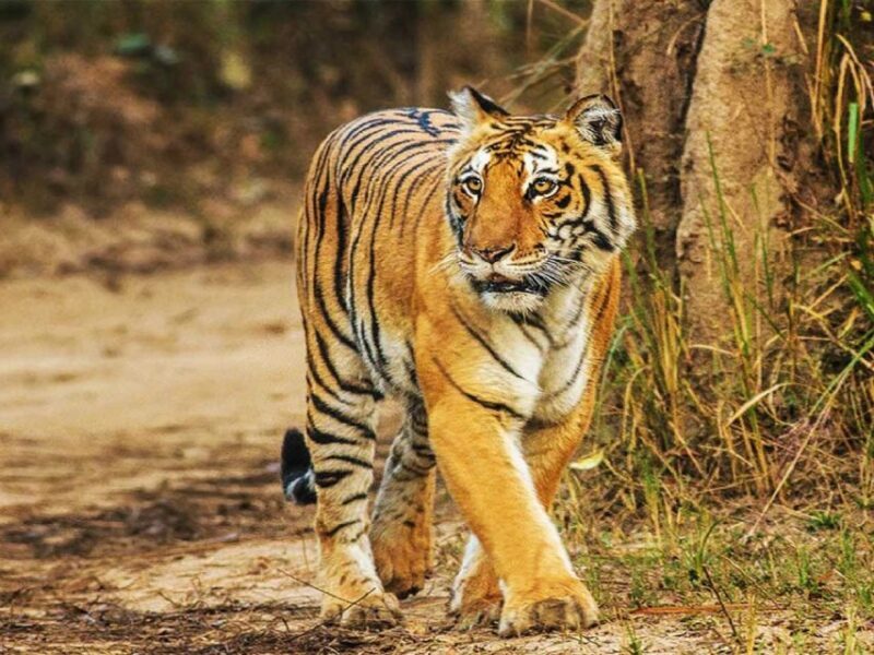 From Delhi: Jim Corbett National Park Tour by Car - The Journey from Delhi to Jim Corbett: What to Expect