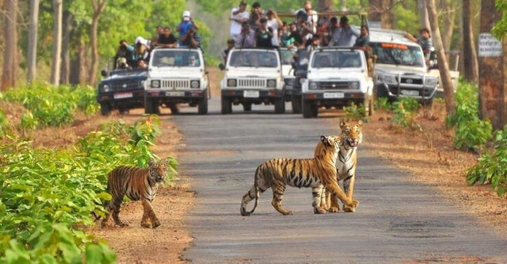From Delhi: Jim Corbett National Park Tour by Car - Good To Know