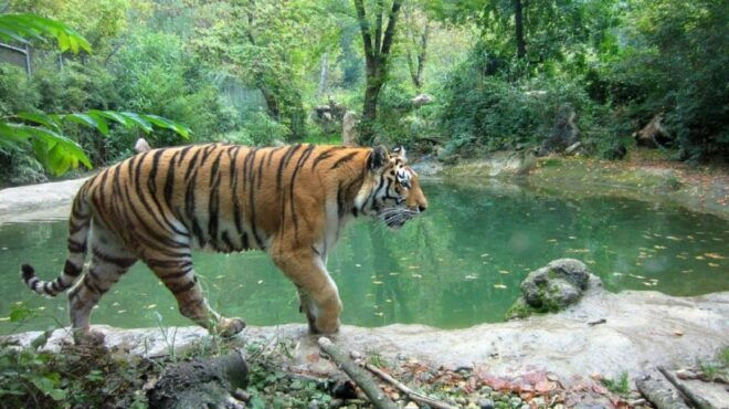From Delhi: Jim Corbett National Park Tour by Car - Booking Information