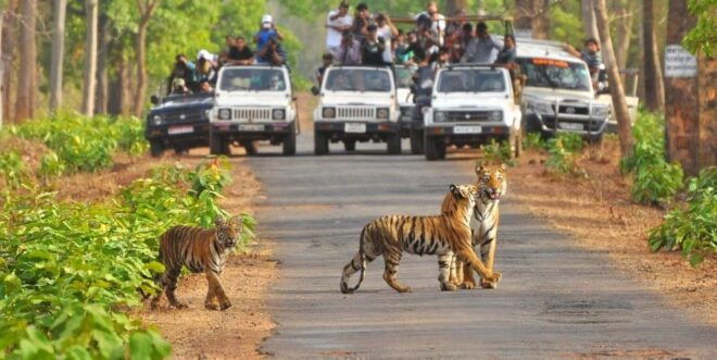 From Delhi: Jim Corbett National Park Tour by Car - The Sum Up