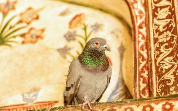 From Delhi: Private 8-Day Rajasthan Tour With Hotels - Frequently Asked Questions