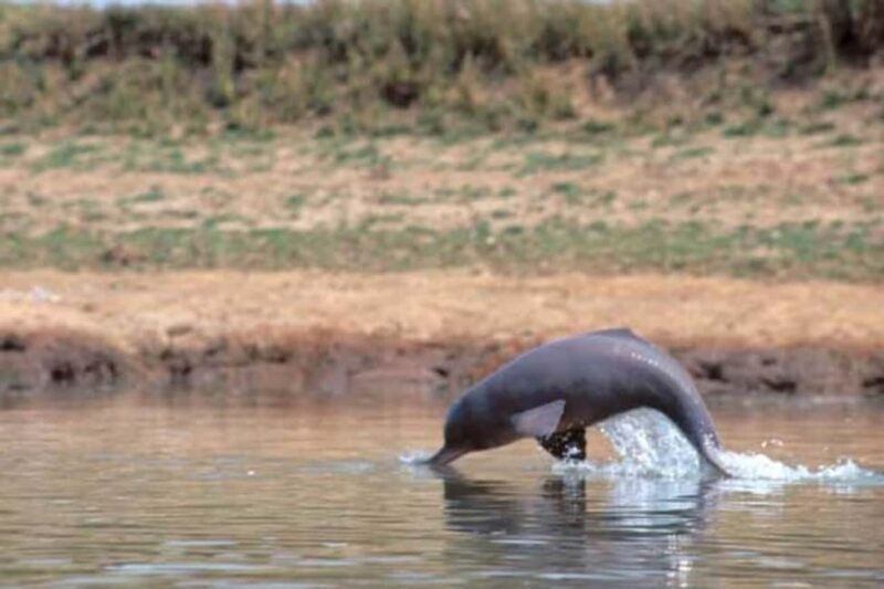 From Delhi: Same Day Taj Mahal tour with Chambal Safari - Good To Know