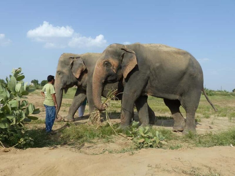 From Delhi: Sunrise Taj Mahal & Elephant Sanctuary Day Trip - Exploring the Itinerary in Detail