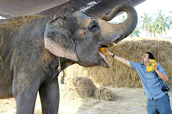 From Delhi : Sunrise Taj Mahal Tour With Elephant Conservation - Accessibility Details