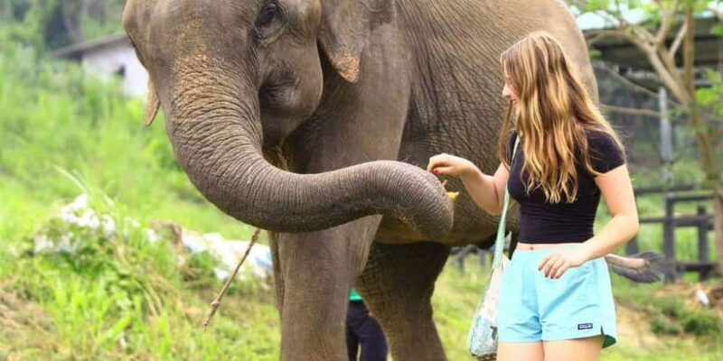 From Delhi: Sunrise Taj Mahal Tour with Elephant SOS Center - Points to Consider