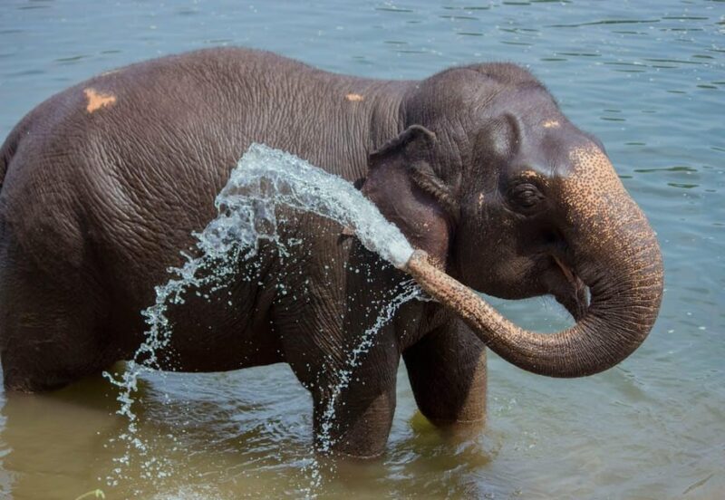 From Delhi: Sunrise Taj Mahal Tour with Elephant SOS Center - The Sum Up