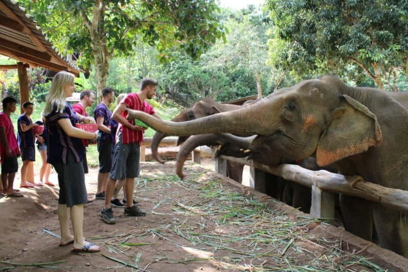 From Delhi: Sunrise Taj Mahal Tour with Elephant SOS Center - The Itinerary in Detail