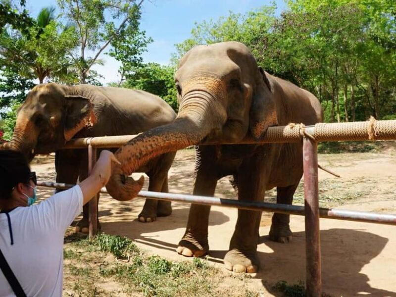 From Delhi: Taj Mahal, Agra Fort & Elephant Rescue Tour - Who Should Consider This Tour?