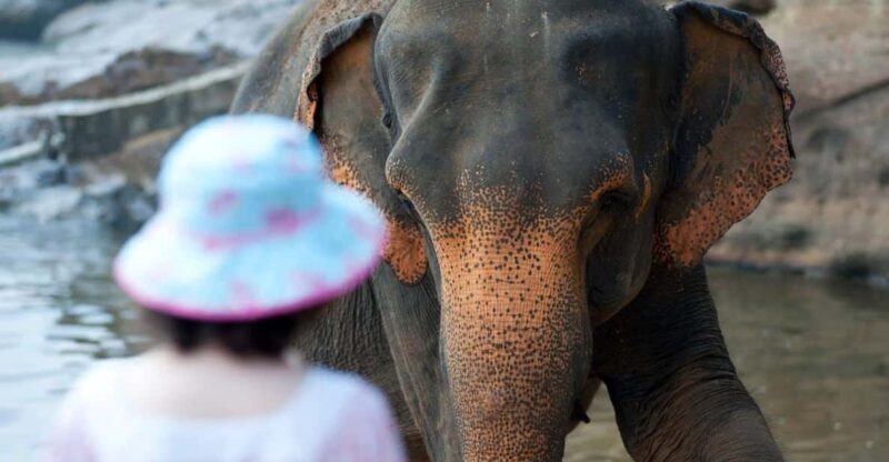 From Delhi: Taj Mahal, Agra Fort & Elephant Sanctuary Tour - The Experience: What Makes It Stand Out