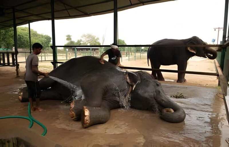 From Delhi: Taj Mahal, Elephant & Bear Wildlife Tour By Car - Exploring the Taj Mahal: A Cultural Highlight