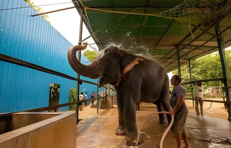 From Delhi: Taj Mahal, Elephant & Bear Wildlife Tour By Car - Practical Details & Logistics