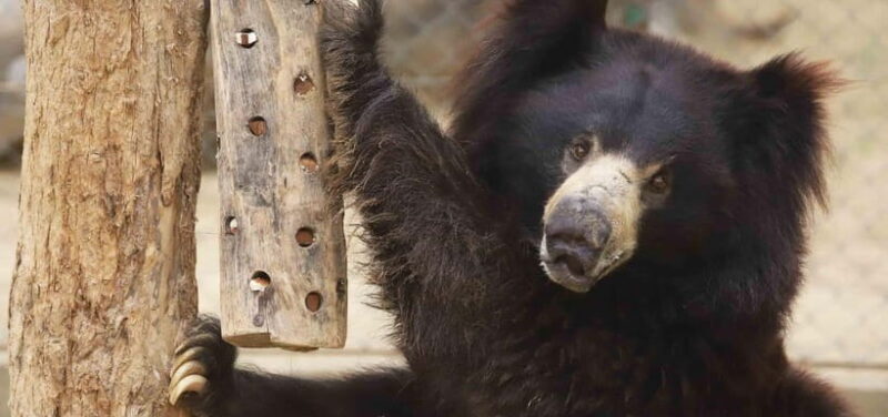 From Delhi: Taj Mahal, Elephant & Bear Wildlife Tour By Car - Why This Tour Works