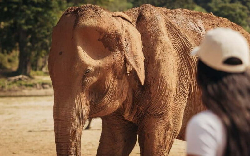 From Delhi: Taj Mahal & Elephant Rescue Day Trip with Guide - Good To Know