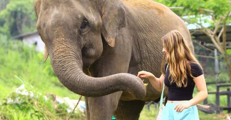 From Delhi: Taj Mahal Sunrise, Agra Fort & Elephant Tour - FAQ: Your Practical Questions Answered