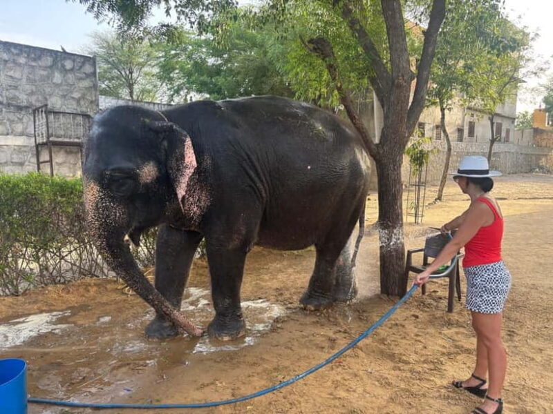 From Delhi: Taj Mahal Sunrise and Elephant Conservation Tour - Good To Know