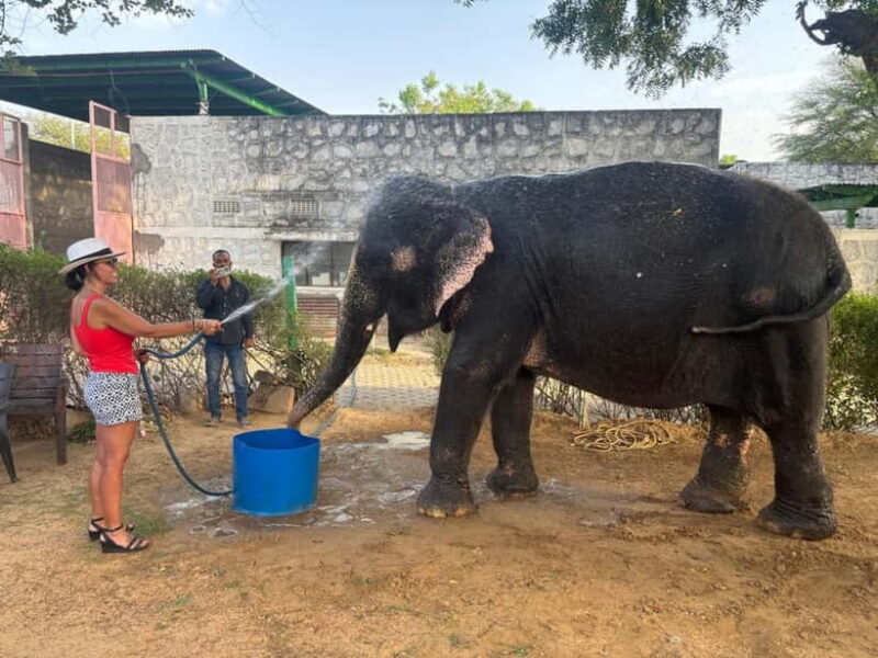 From Delhi: Taj Mahal Sunrise and Elephant Conservation Tour - Who Should Consider This Tour?