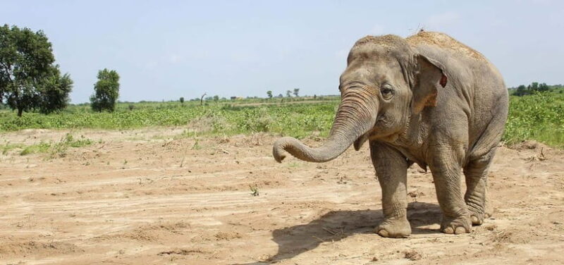 From Delhi: Taj Mahal Sunrise and Elephant Conservation Tour - FAQs