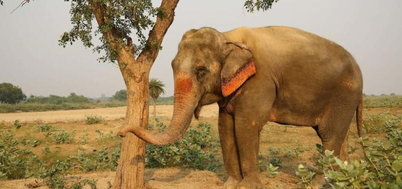 From Delhi: Taj Mahal Sunrise and Elephant Conservation Tour - Final Thoughts