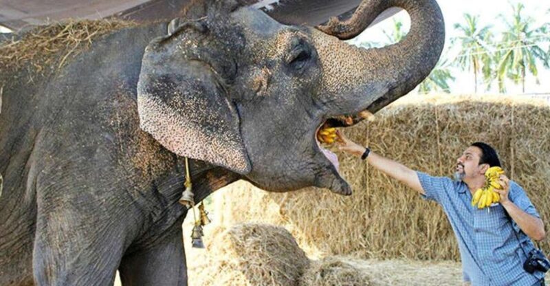 From Delhi: Taj Mahal Sunrise and Elephant Wildlife SOS Tour - Good To Know