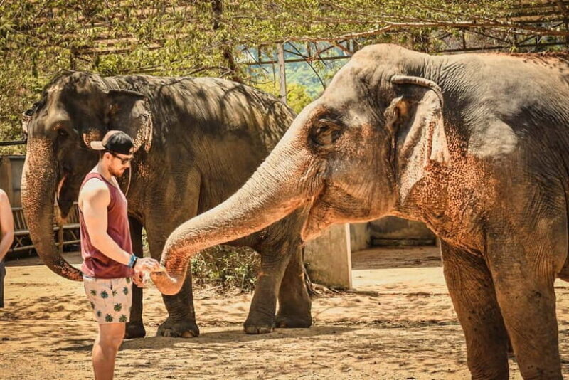 From Delhi: Taj Mahal Sunrise & Elephant Rescue Private Tour - The Transportation & Guide Experience