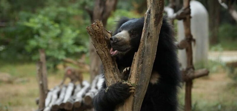 From Delhi: Taj Mahal Sunrise Tour w/ Elephant Conservation - Practical Tips for Making the Most of This Tour