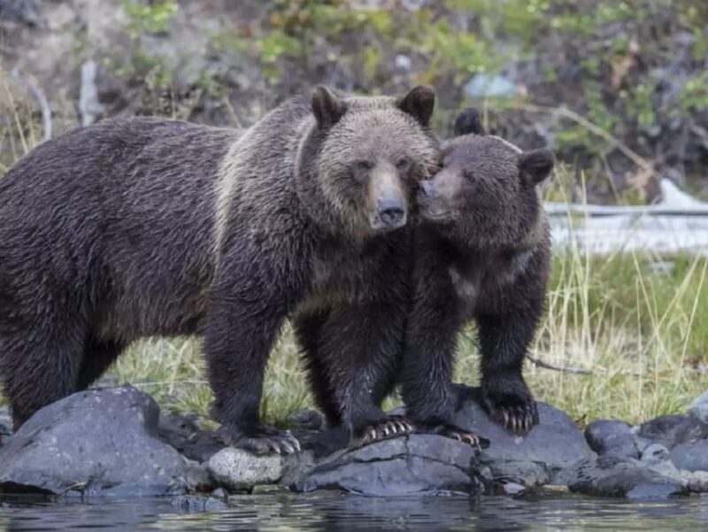 From Delhi: Taj Mahal Sunrise Tour w/ Elephant Conservation - Frequently Asked Questions