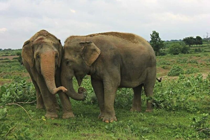 From Delhi: Taj Mahal Sunrise Tour with Elephant SOS Center - What to Keep in Mind