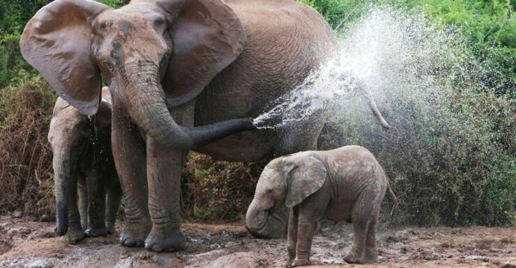 From Delhi: Taj Mahal Tour With Elephant Conservation Centre - Tour Details