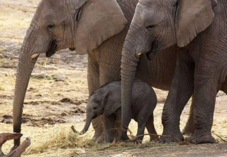 From Delhi: Taj Mahal Tour With Elephant Conservation Centre - Itinerary Highlights