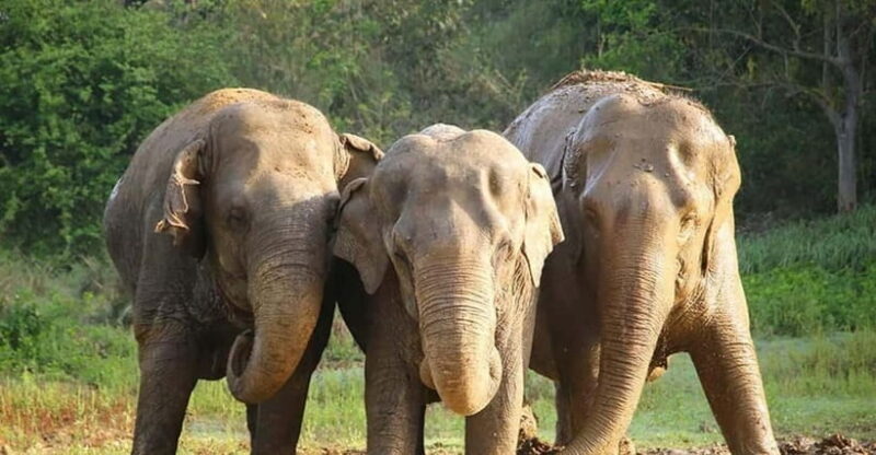 From Delhi: Taj Mahal Tour with Elephant Conservation Centre - Transportation and Logistics