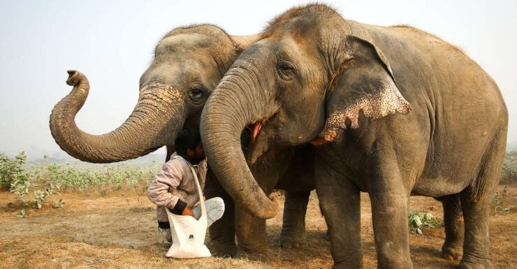 From Delhi: Taj Mahal Tour With Elephant Conservation Centre - Activity Details and Booking Information