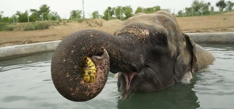 From Delhi: Taj Mahal with Elephant Conservation Centre - Exploring Agra Fort
