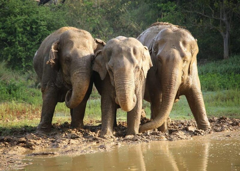 From Delhi: Taj Mahal with Photographer & Elephant SOS Tour - Final Thoughts