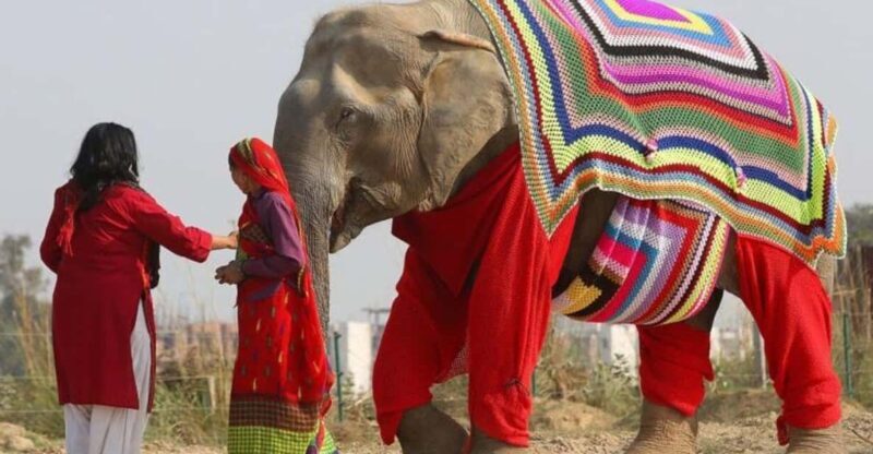 From Delhi: Taj Mahal with Photographer & Elephant SOS Tour - Good To Know