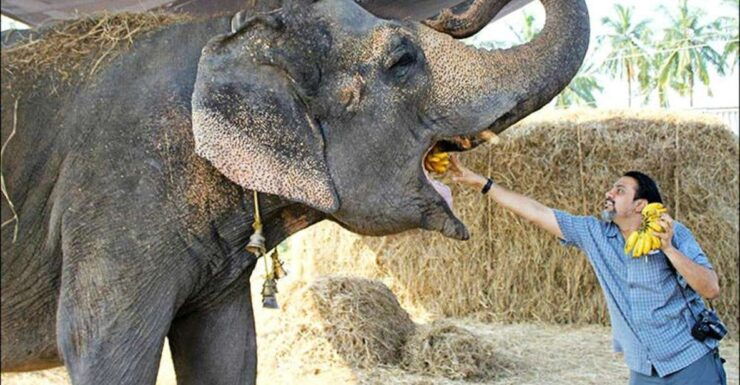 From Delhi:Sunrise Taj Mahal Tour With Elephant Conservation - Activity Details