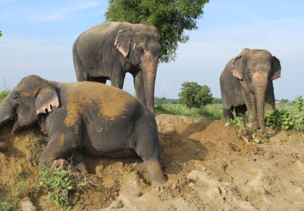 From Delhi:Sunrise Taj Mahal Tour With Elephant Conservation - Elephant Conservation Experience