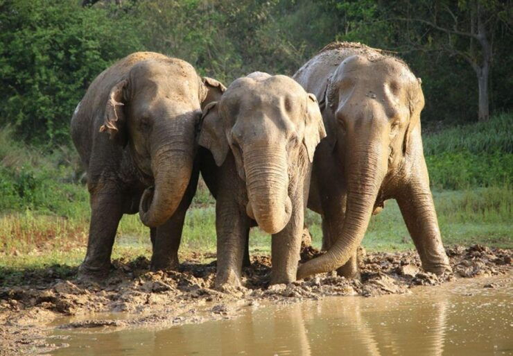 From Delhi:Sunrise Taj Mahal Tour With Elephant Conservation - Tour Overview