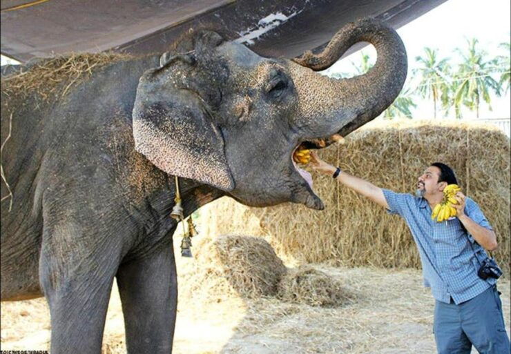 From Delhi:Sunrise Taj Mahal Tour With Elephant Conservation - Activity Details