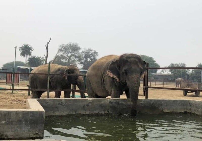 From Delhi:Sunrise Taj Mahal Trip with Elephant Conservation - FAQ