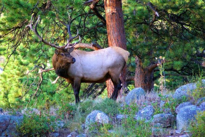 From Denver: Guided Hike in Rocky Mountain National Park - Full Description of the Activity