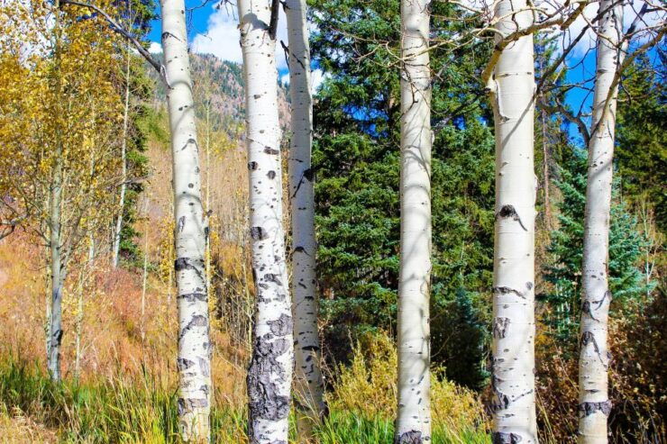 From Denver: Hike the Rockies Tour - Tour Overview