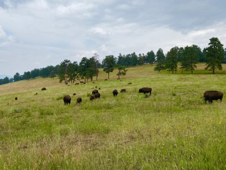 From Denver: Red Rocks and Foothills Half-Day Guided Tour - Tour Details