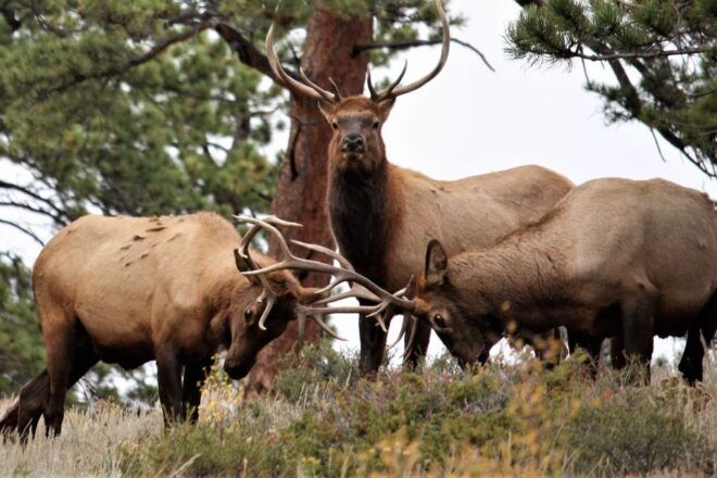 From Denver: Rocky Mountain National Park Day Trip and Lunch - Participant Requirements