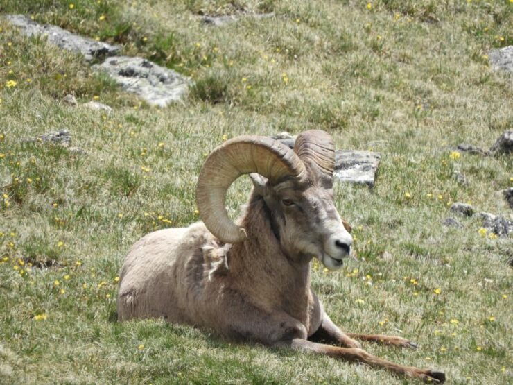 From Denver: Rocky Mountains Jeep Tour With Picnic Lunch - Experience