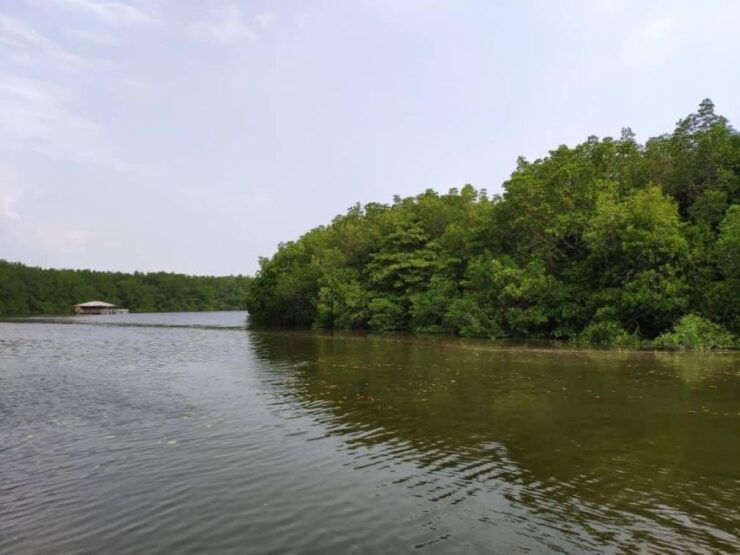 From Desaru Coast: Sungai Lebam River Cruise With Pickup - Live Tour Guide Commentary
